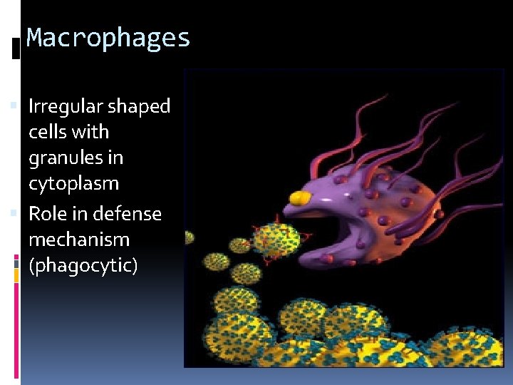 Macrophages Irregular shaped cells with granules in cytoplasm Role in defense mechanism (phagocytic) 