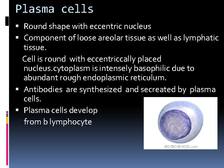 Plasma cells Round shape with eccentric nucleus Component of loose areolar tissue as well