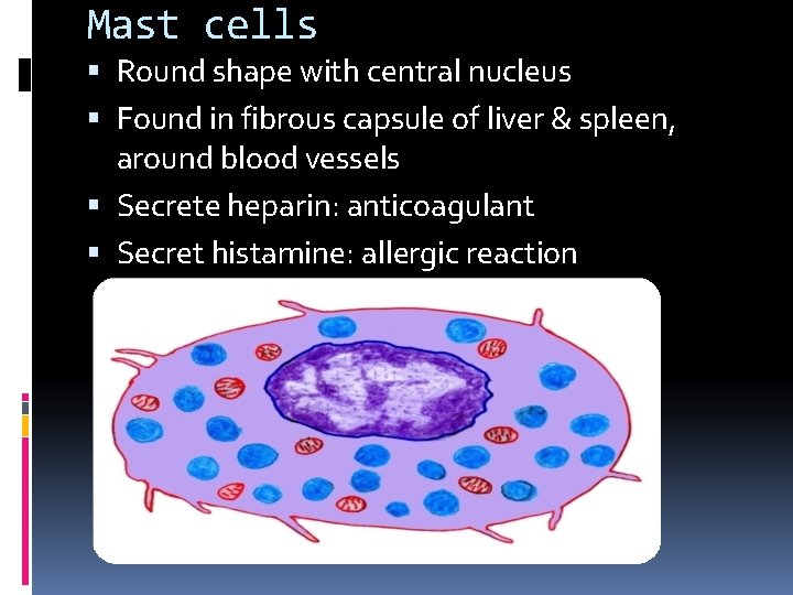 Mast cells Round shape with central nucleus Found in fibrous capsule of liver &