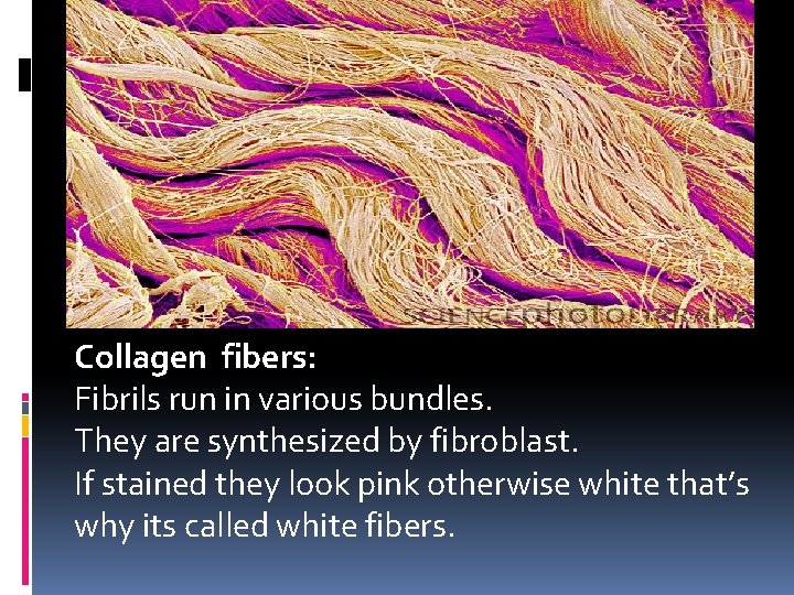 Collagen fibers: Fibrils run in various bundles. They are synthesized by fibroblast. If stained