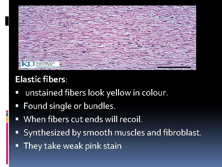 Elastic fibers: unstained fibers look yellow in colour. Found single or bundles. When fibers