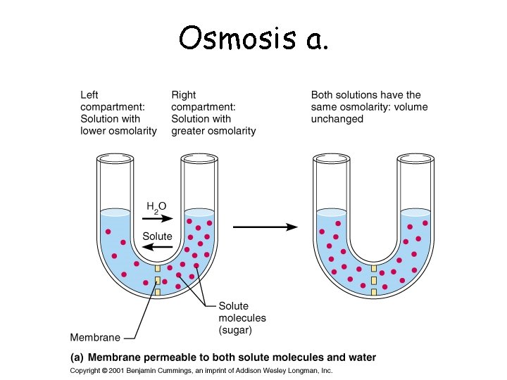 Osmosis a. 