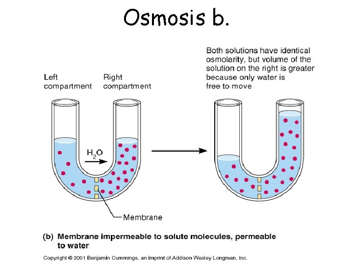 Osmosis b. 
