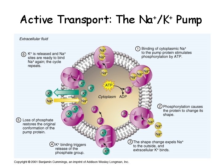 Active Transport: The Na+/K+ Pump 
