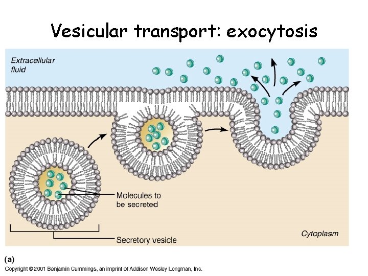 Vesicular transport: exocytosis 
