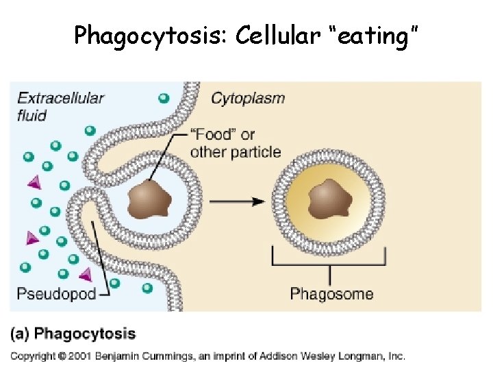 Phagocytosis: Cellular “eating” 