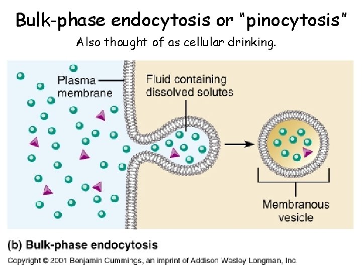 Bulk-phase endocytosis or “pinocytosis” Also thought of as cellular drinking. 