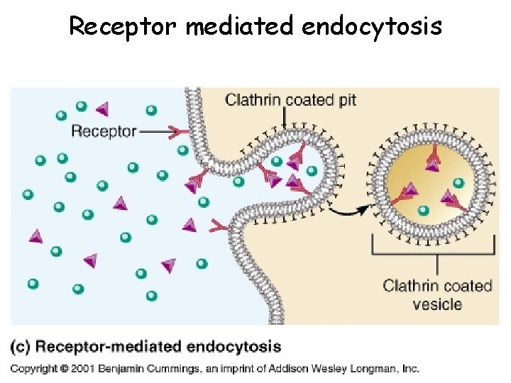 Receptor mediated endocytosis 