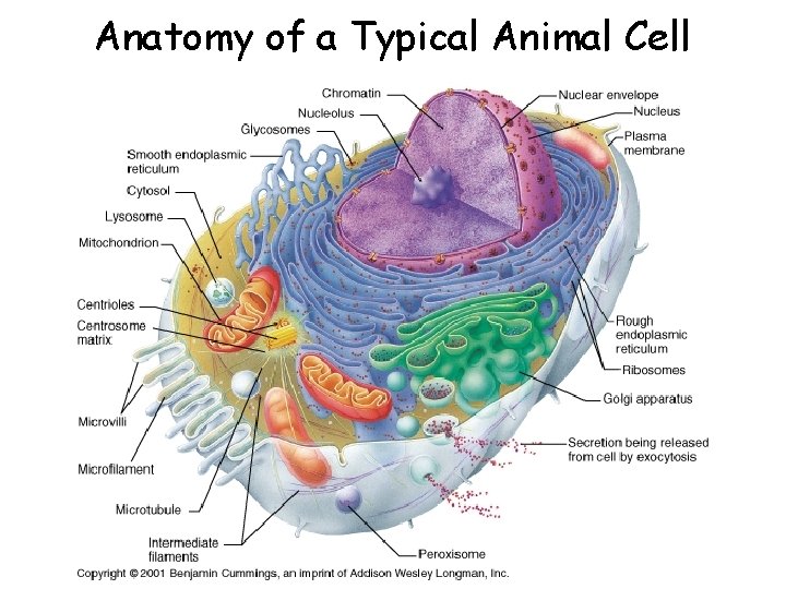 Anatomy of a Typical Animal Cell 