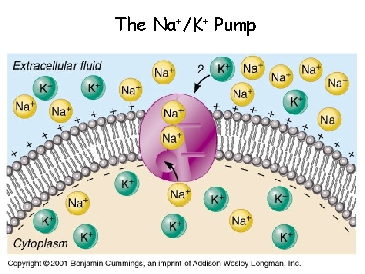 The Na+/K+ Pump 