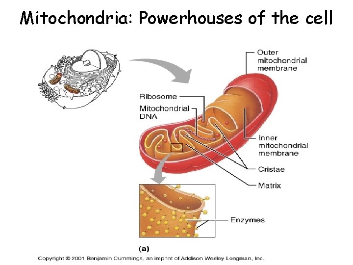 Mitochondria: Powerhouses of the cell 