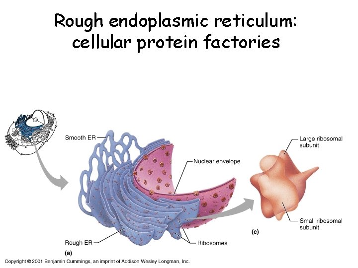Rough endoplasmic reticulum: cellular protein factories 