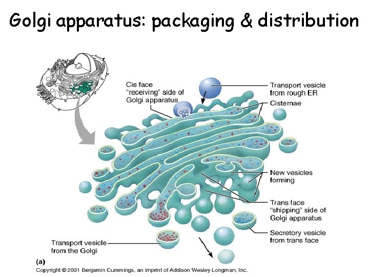 Golgi apparatus: packaging & distribution 