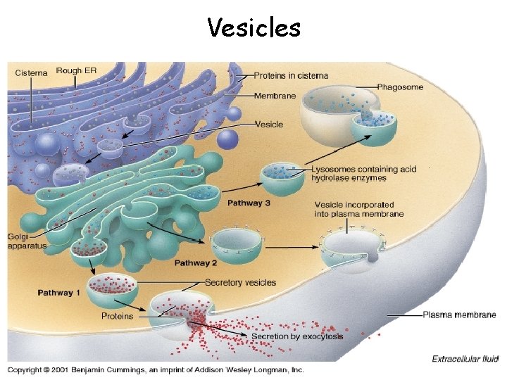 Vesicles 