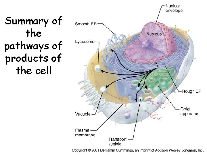 Summary of the pathways of products of the cell 