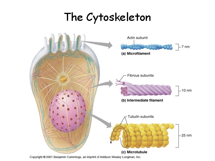 The Cytoskeleton 