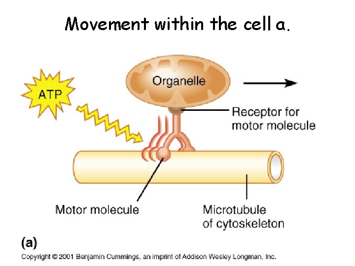 Movement within the cell a. 