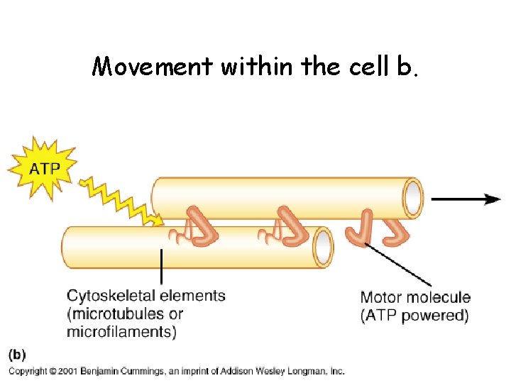 Movement within the cell b. 