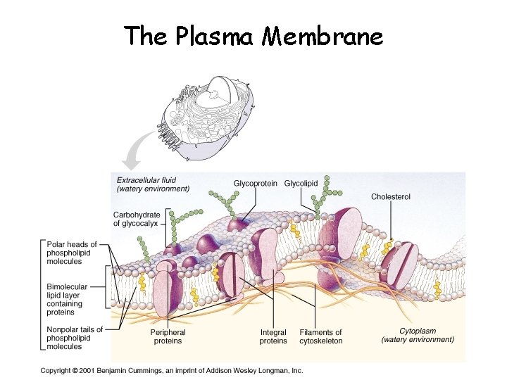 The Plasma Membrane 