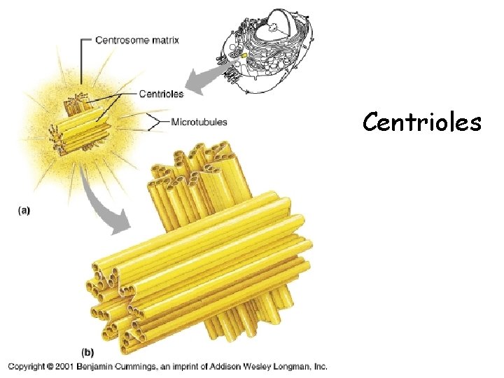 Centrioles 