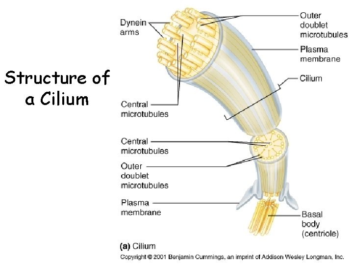 Structure of a Cilium 