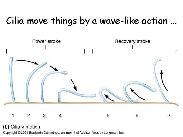 Cilia move things by a wave-like action … 