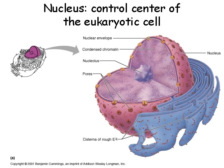 Nucleus: control center of the eukaryotic cell 