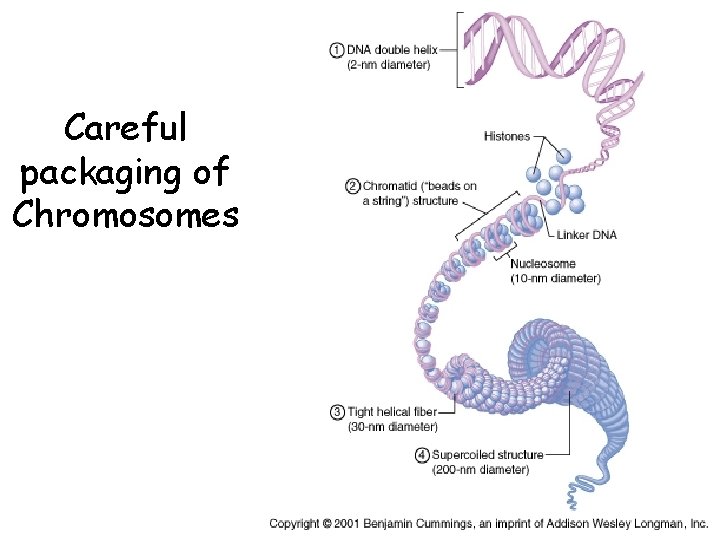 Careful packaging of Chromosomes 