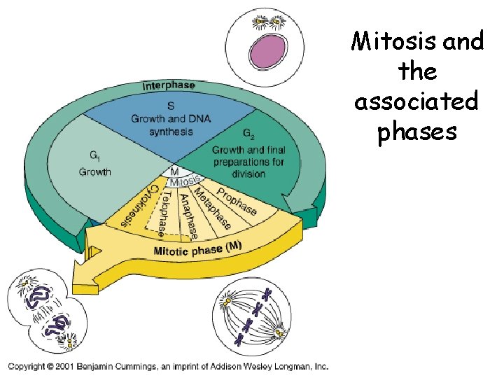Mitosis and the associated phases 