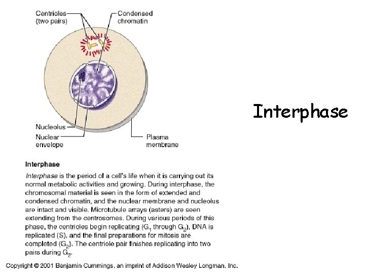 Interphase 