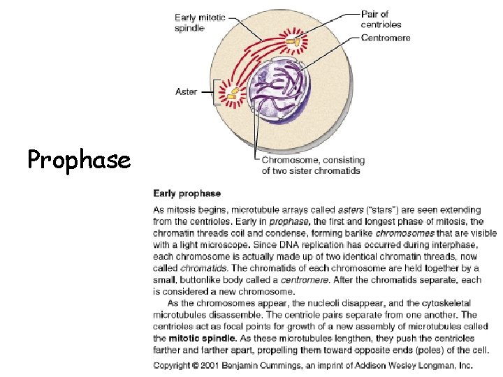 Prophase 