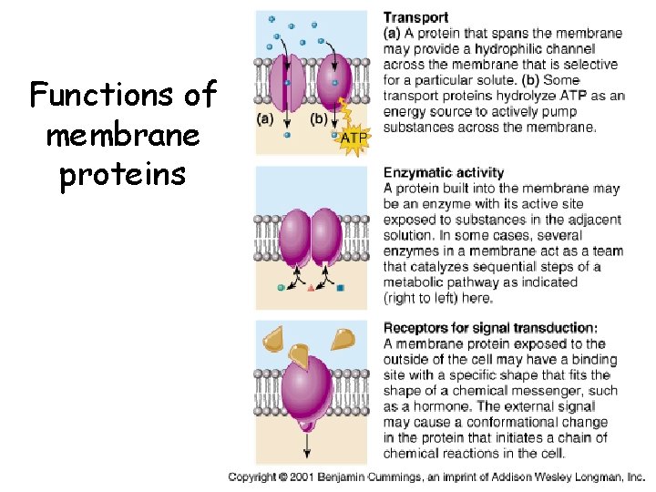 Functions of membrane proteins 