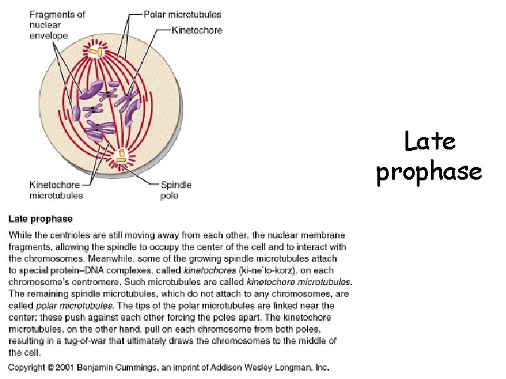 Late prophase 