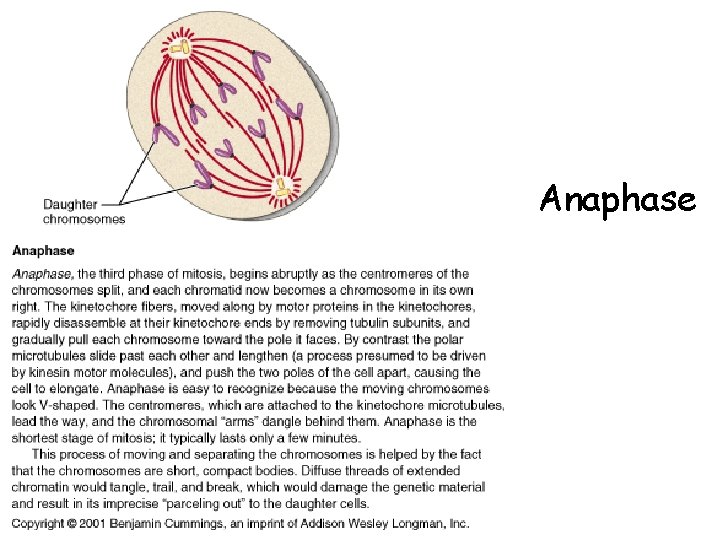 Anaphase 