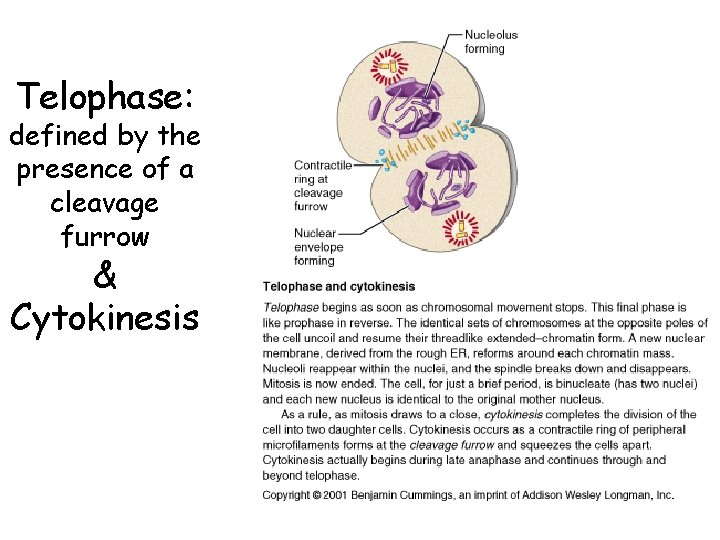 Telophase: defined by the presence of a cleavage furrow & Cytokinesis 