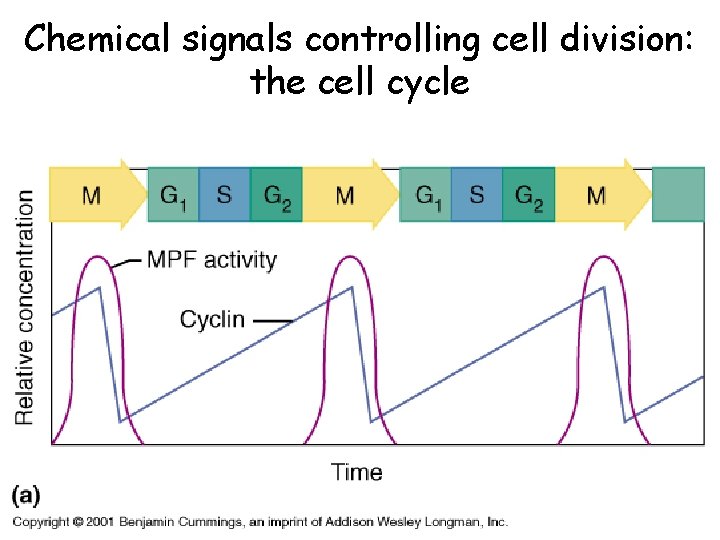 Chemical signals controlling cell division: the cell cycle 