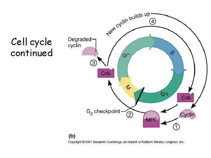 Cell cycle continued 