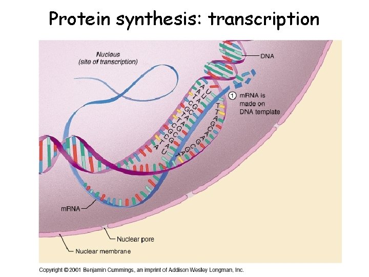 Protein synthesis: transcription 