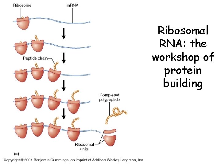 Ribosomal RNA: the workshop of protein building 
