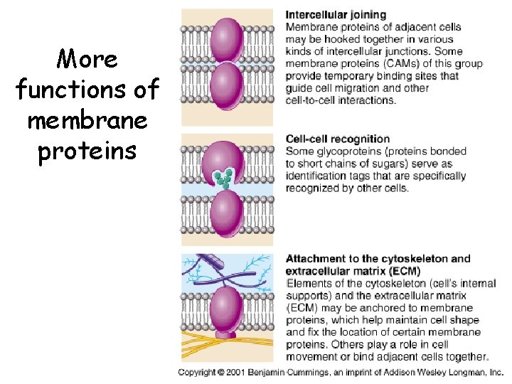 More functions of membrane proteins 