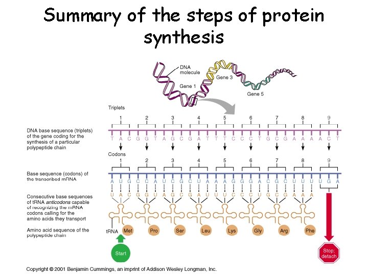 Summary of the steps of protein synthesis 