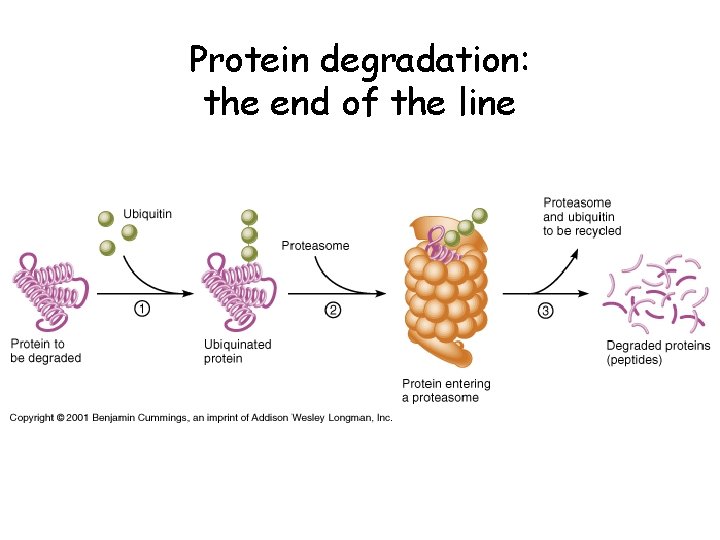 Protein degradation: the end of the line 