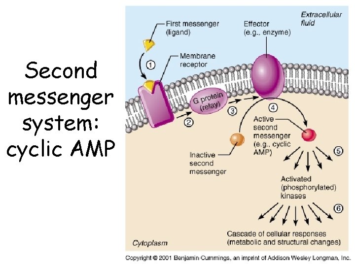 Second messenger system: cyclic AMP 