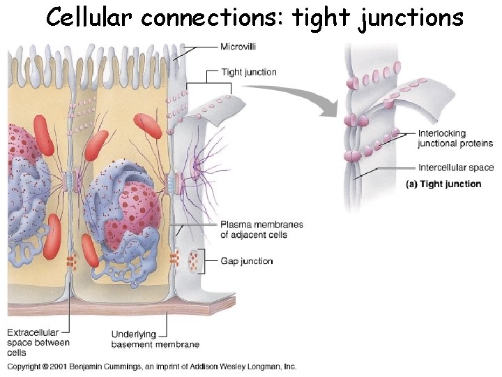 Cellular connections: tight junctions 