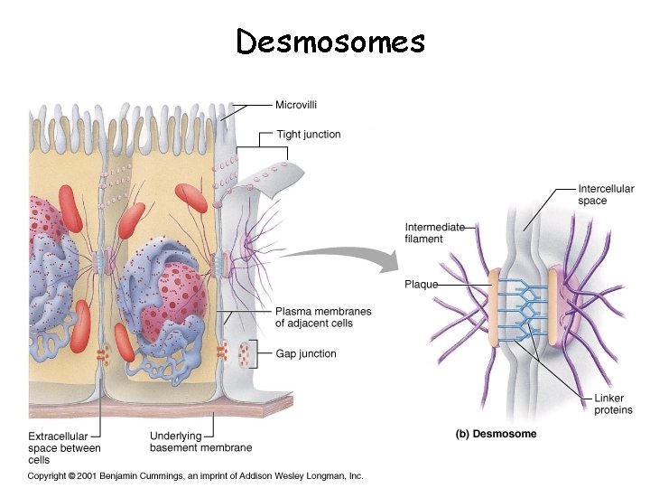 Desmosomes 