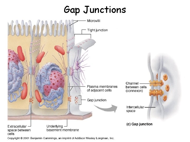 Gap Junctions 