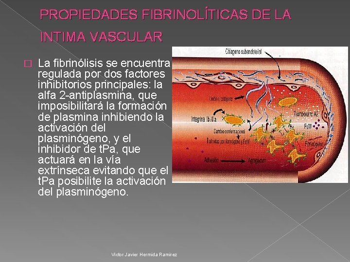 PROPIEDADES FIBRINOLÍTICAS DE LA INTIMA VASCULAR � La fibrinólisis se encuentra regulada por dos