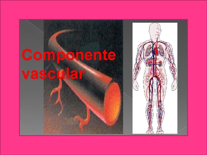 Componente vascular Victor Javier Hermida Ramirez 