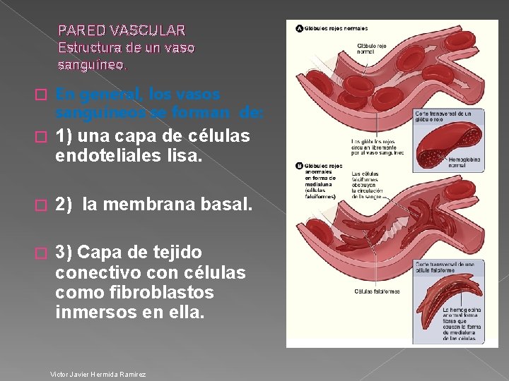 PARED VASCULAR Estructura de un vaso sanguíneo. � En general, los vasos sanguíneos se