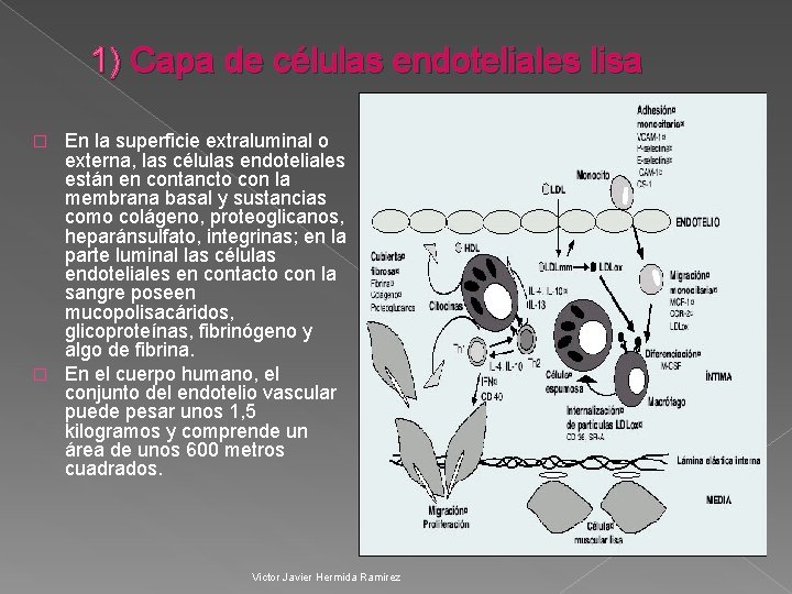 1) Capa de células endoteliales lisa En la superficie extraluminal o externa, las células